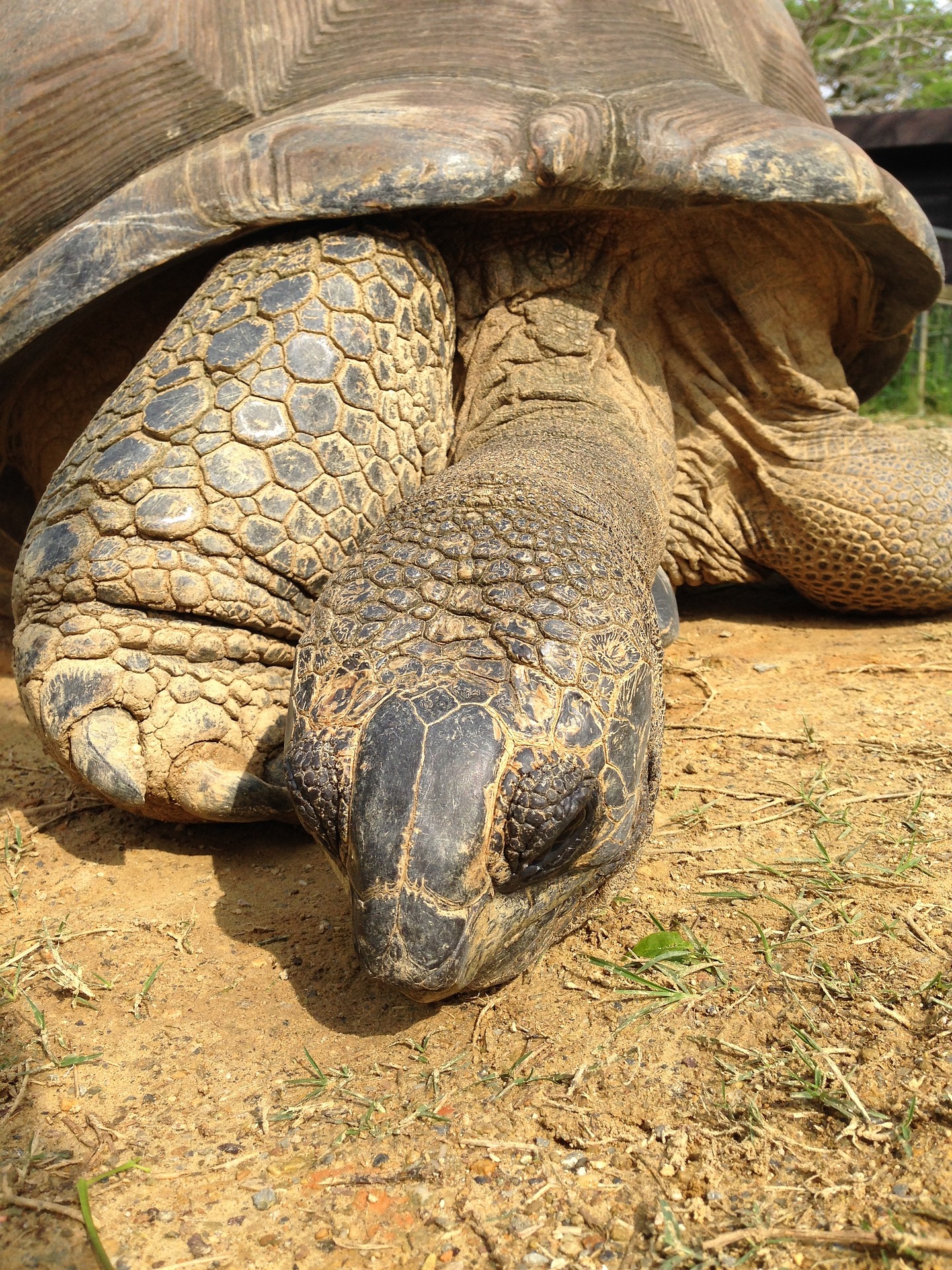 giant-tortoise-684664_1920