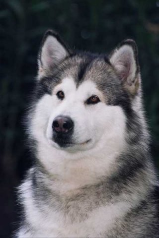 phoca_thumb_l_a